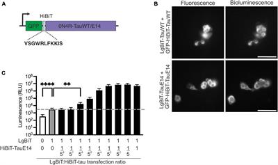 A luminescence-based reporter to study tau secretion reveals overlapping mechanisms for the release of healthy and pathological tau